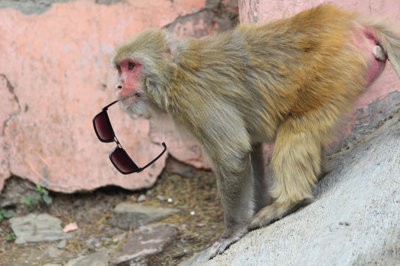 rhesus himalayan monkey naughty free photo