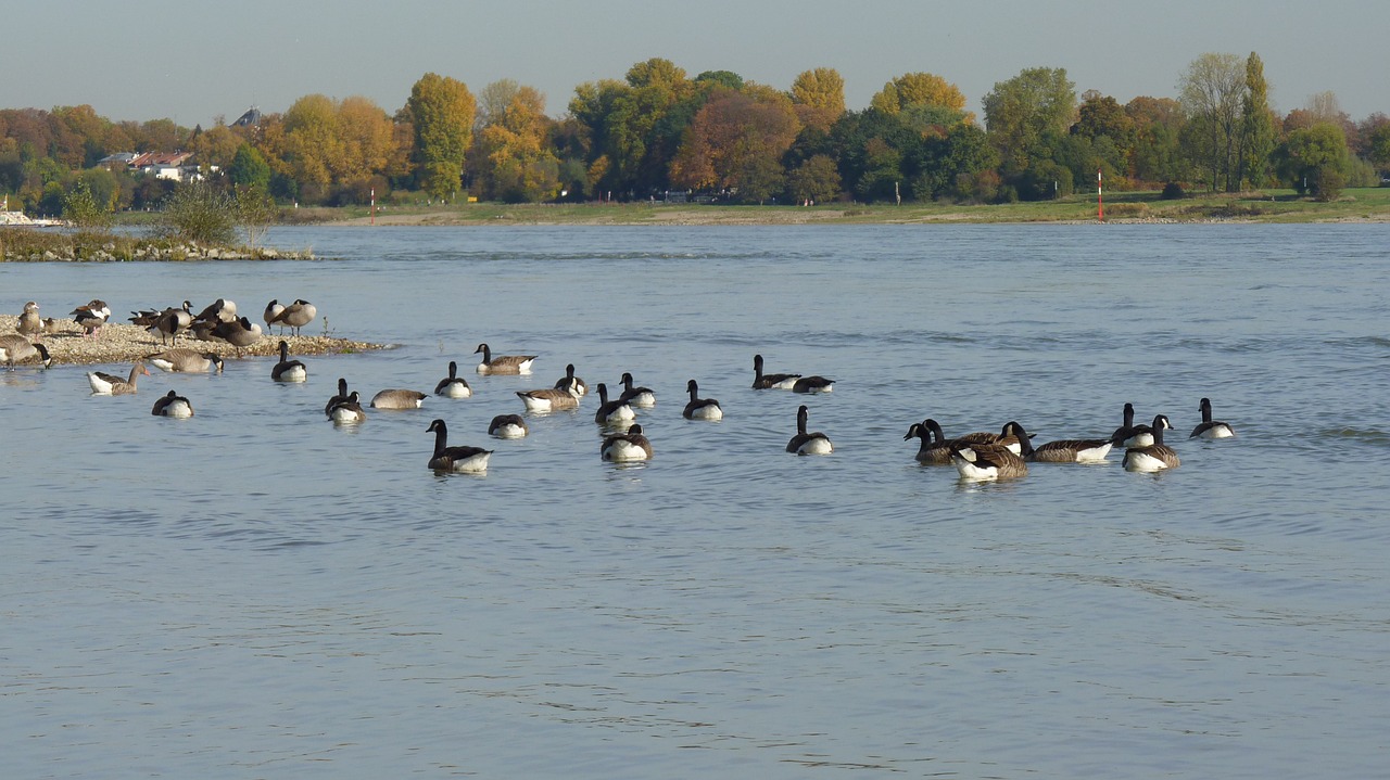 rhine autumn geese free photo