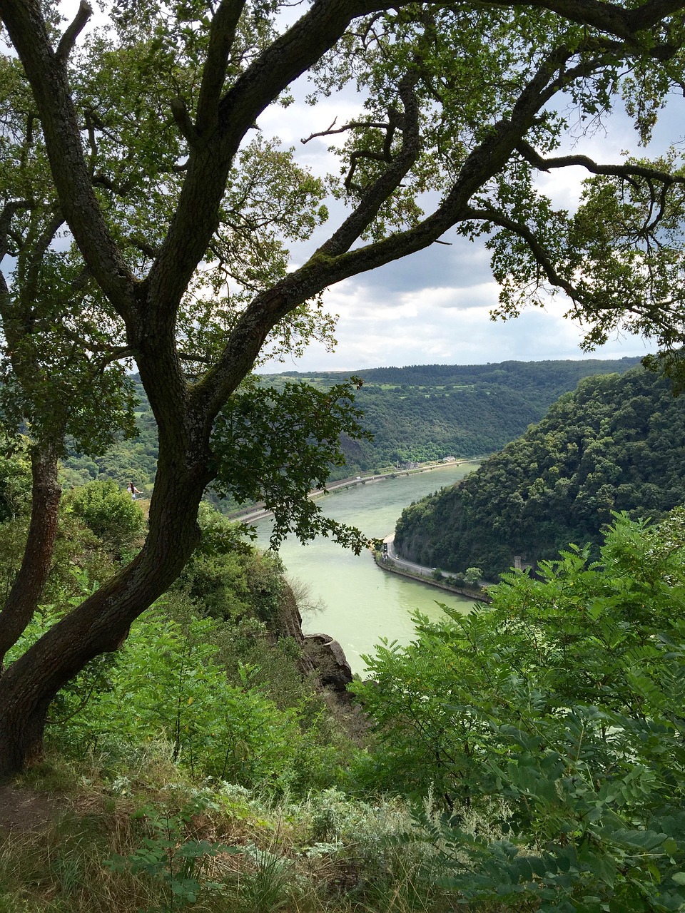 rhine river landscape river free photo