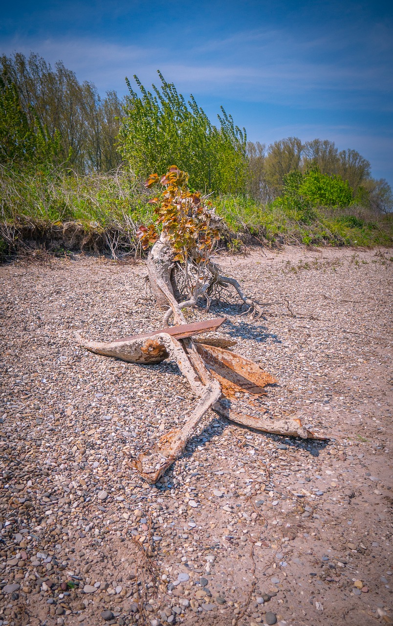 rhine river nature free photo