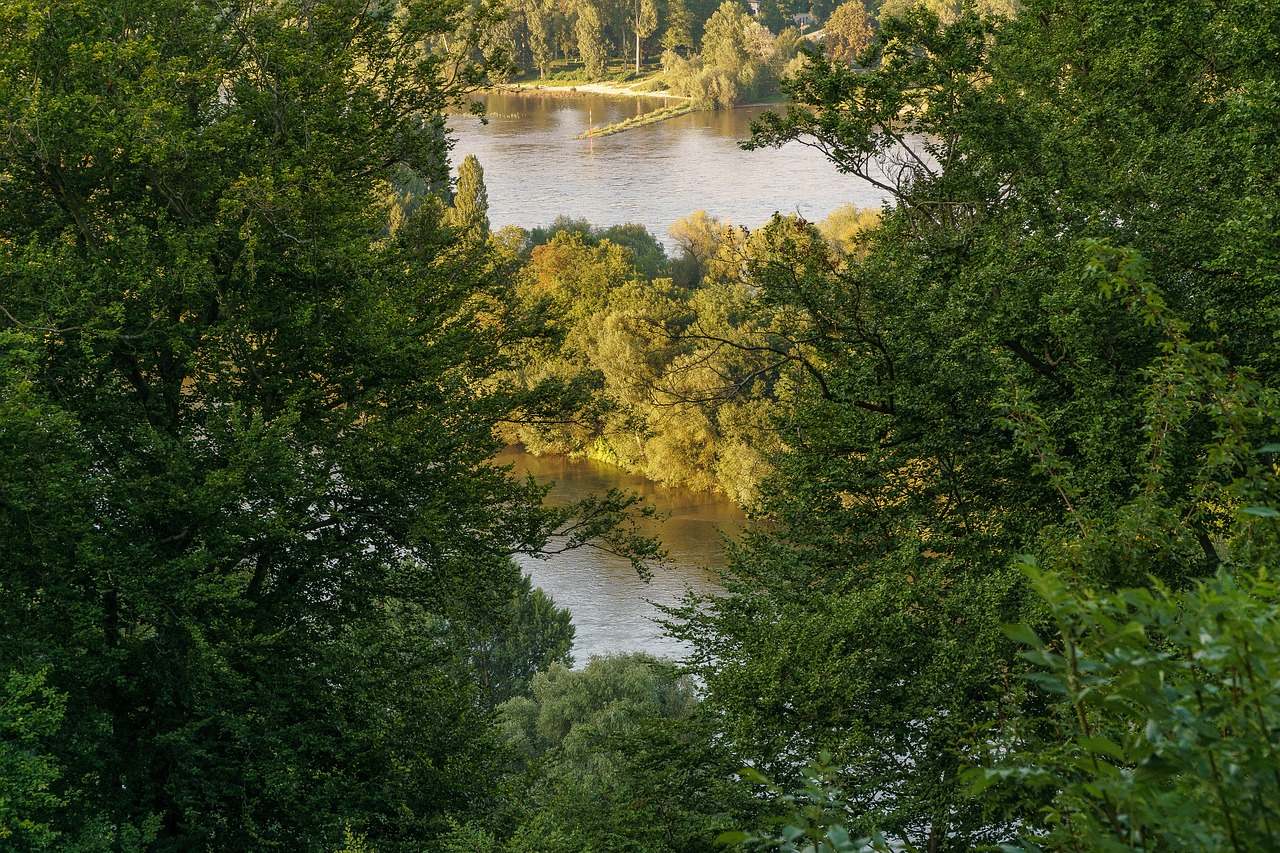 rhine trees abendstimmung free photo