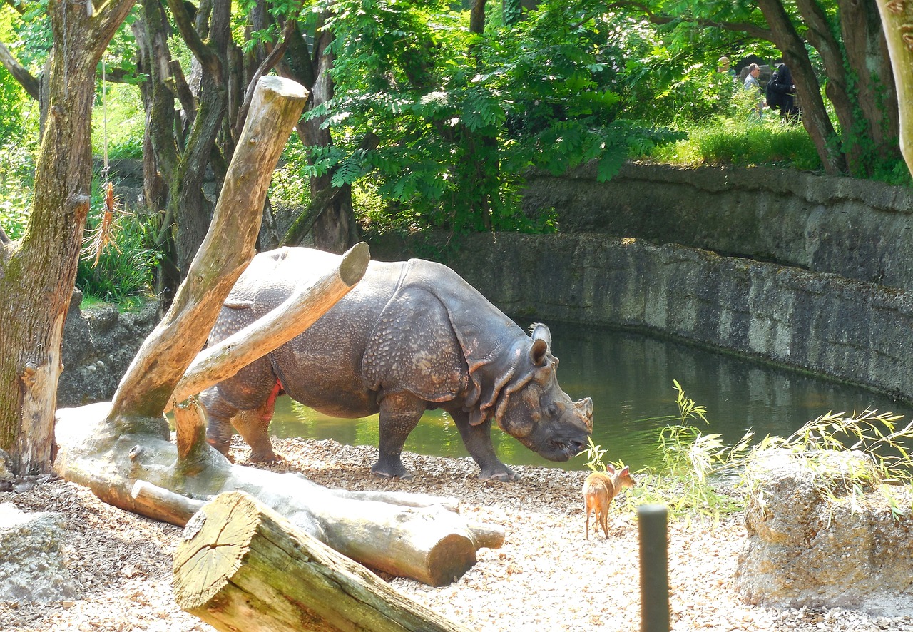 rhino zoo summer free photo