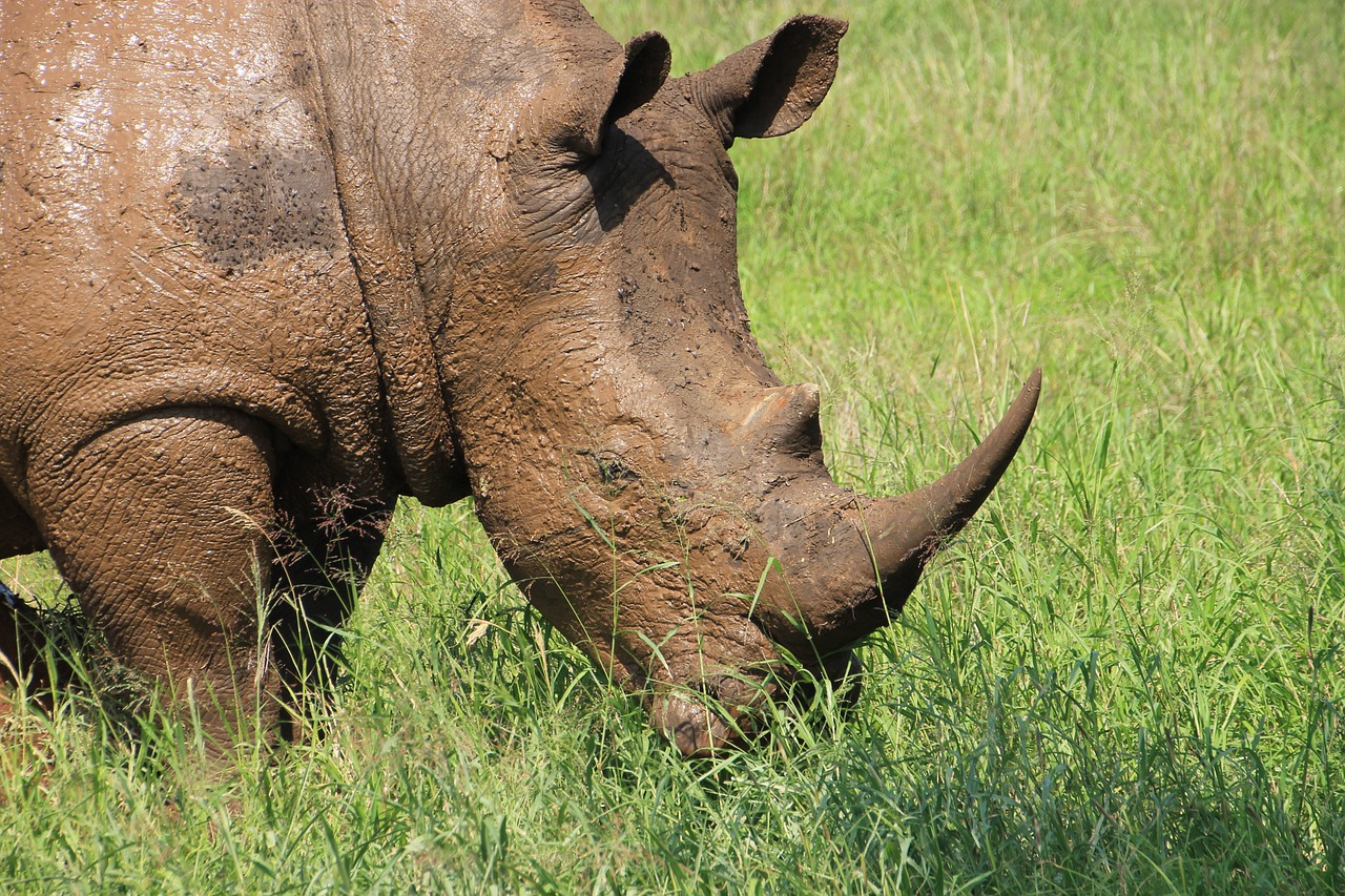 rhino krueger national park free photo