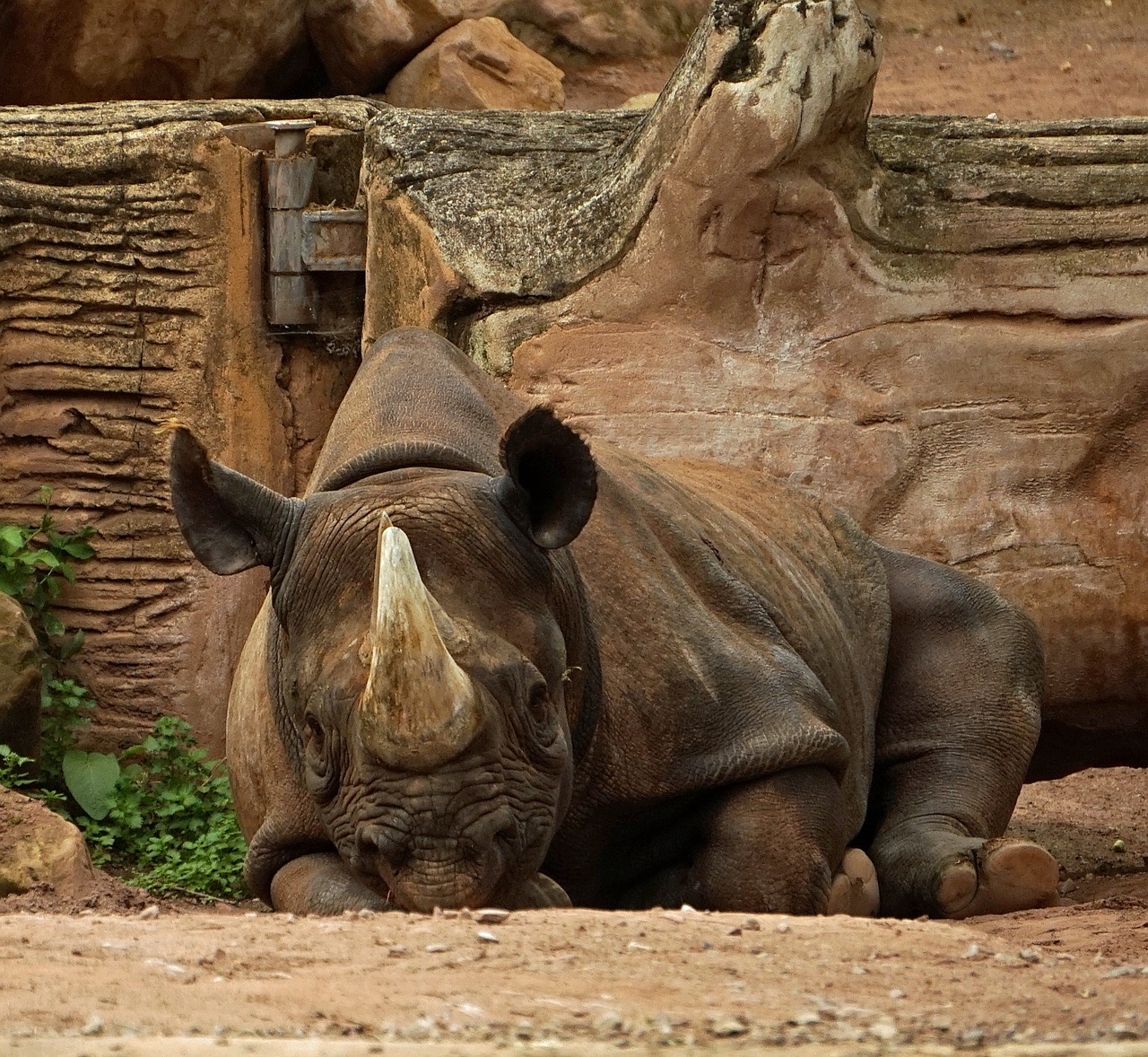 rhino horn lying free photo
