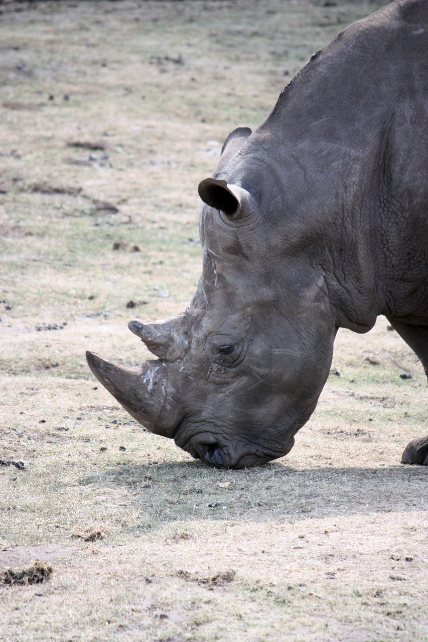 rhino wild animal animal free photo