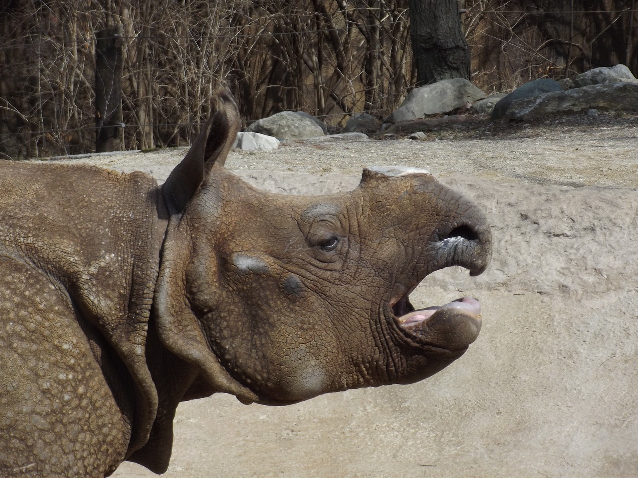 rhino mammal africa free photo