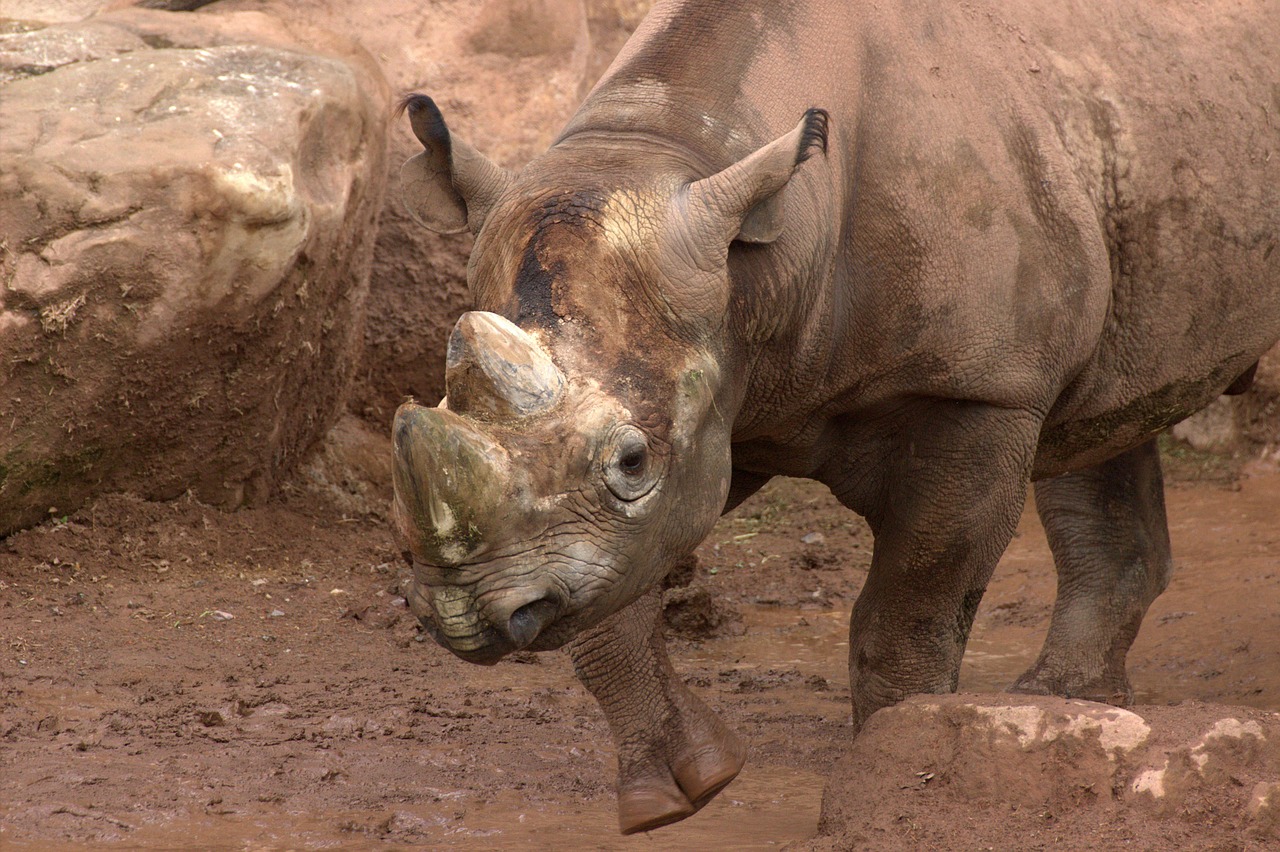 rhino safari zoo free photo