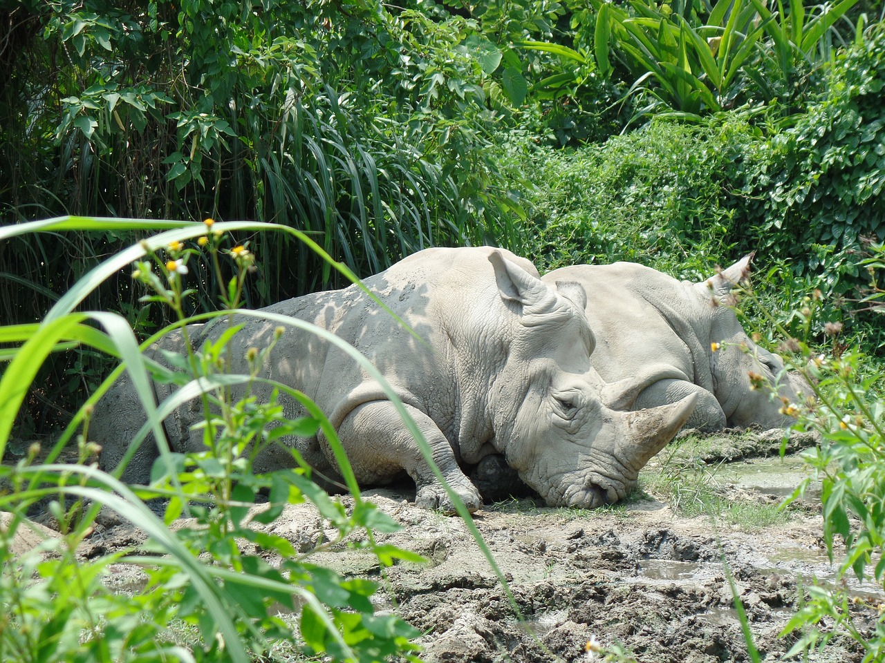 rhino mud zoo free photo