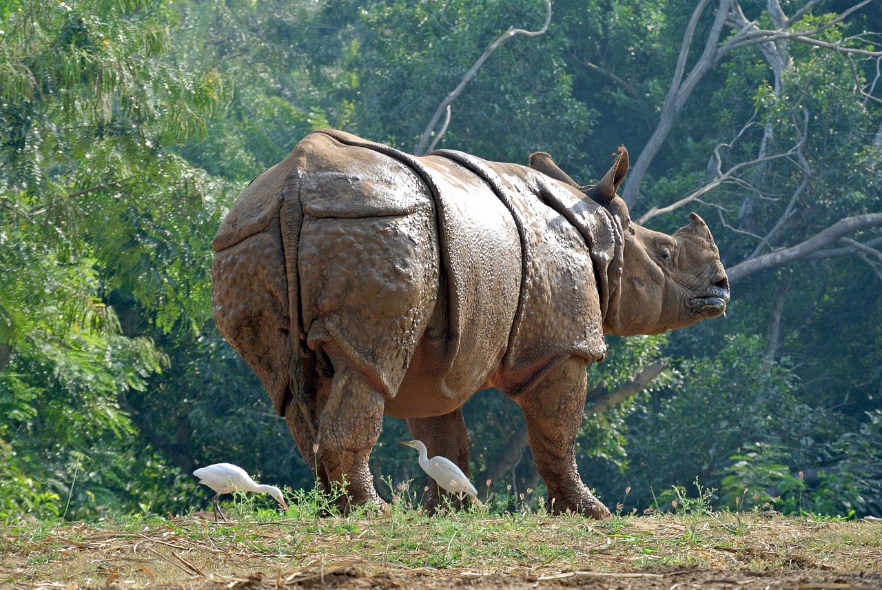 rhino rhinoceros armor free photo
