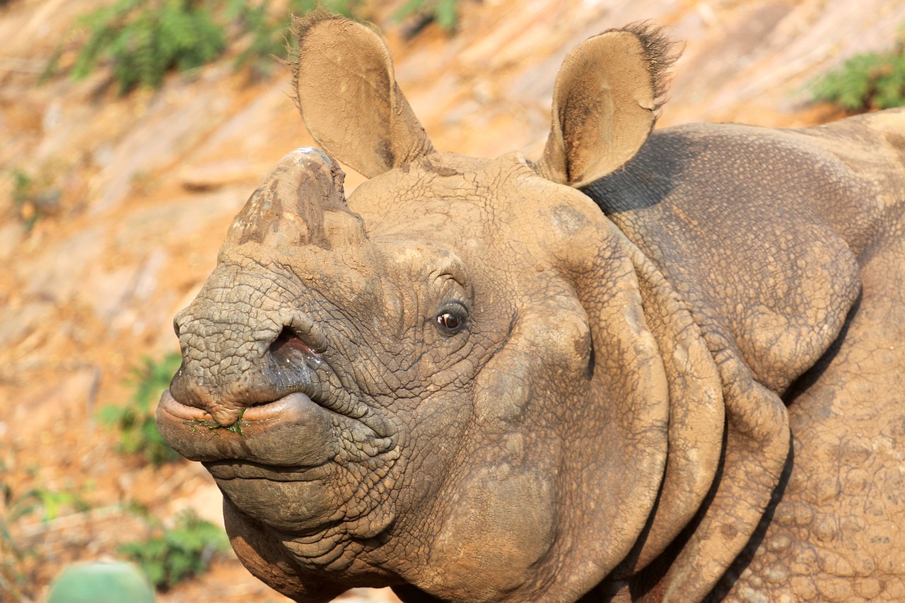 rhino zoo india one horned rhinoceros free photo