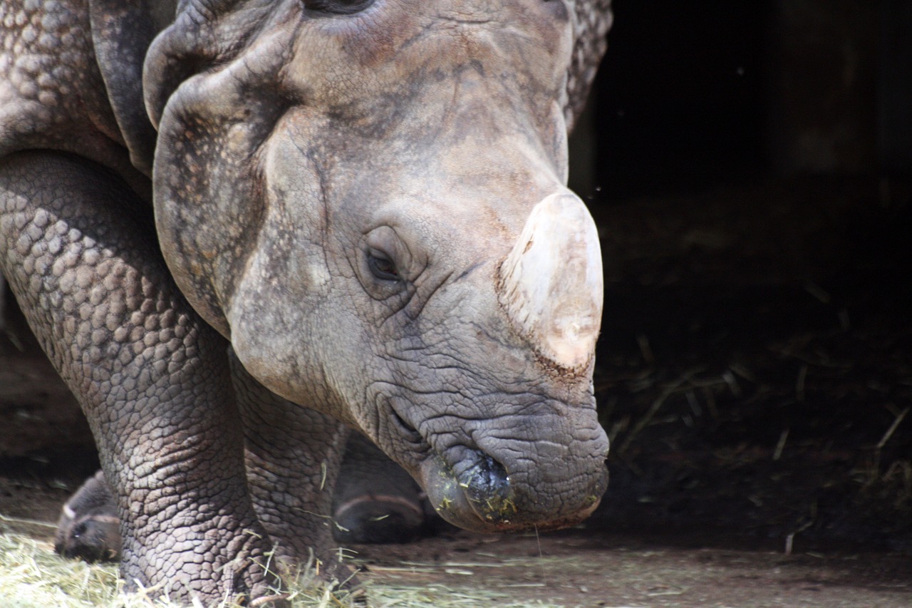 rhino zoo horn free photo