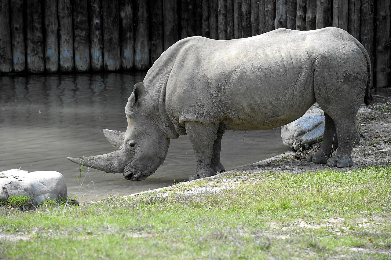 rhino animals big game free photo