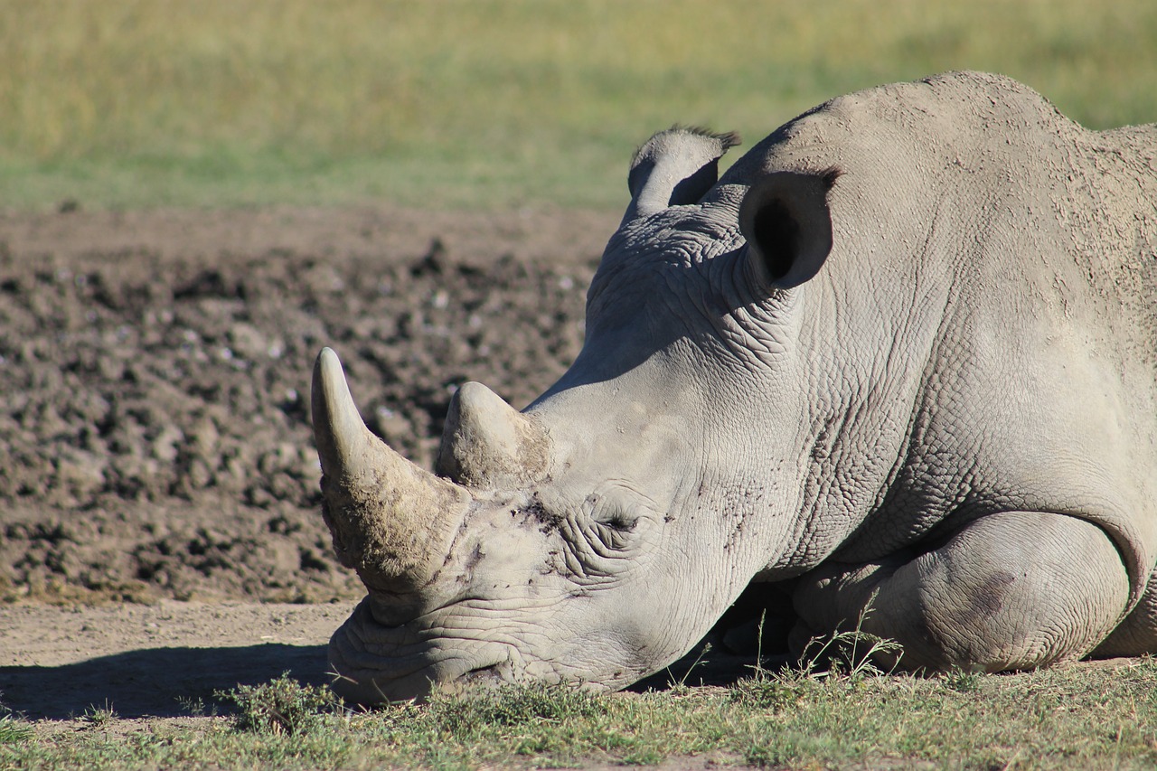 rhino tired horn free photo