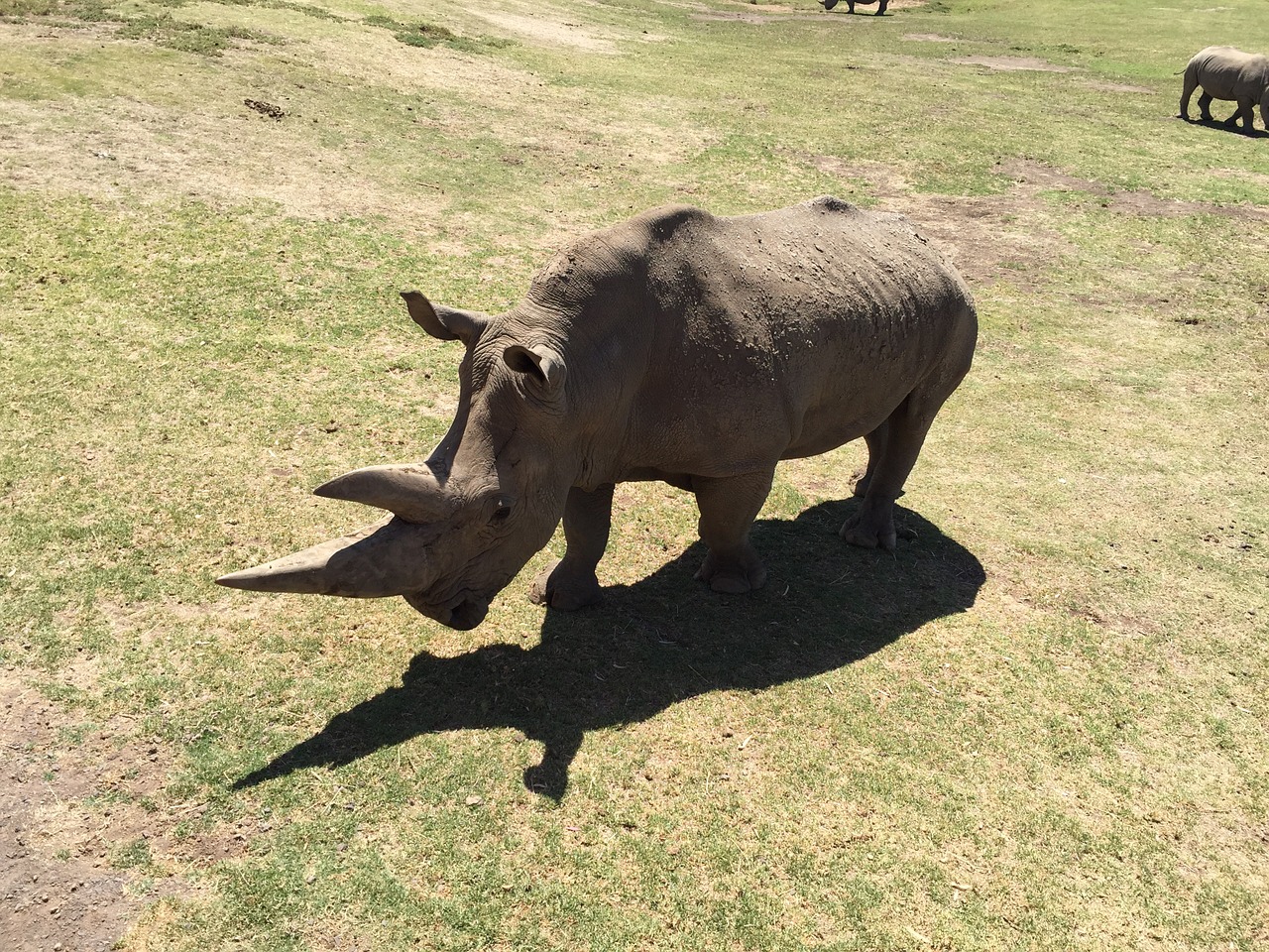 rhino zoo rhinoceros free photo