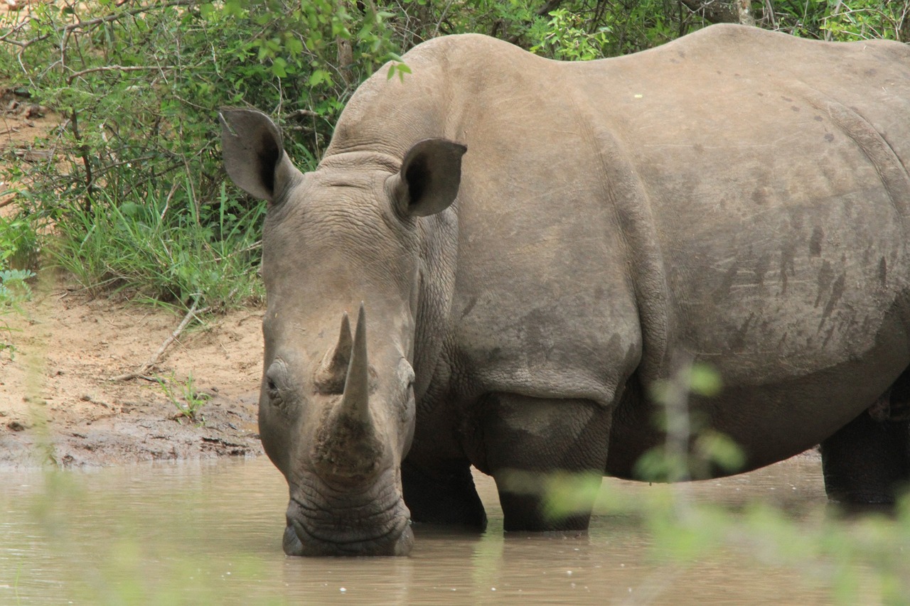 rhino surveying horn free photo