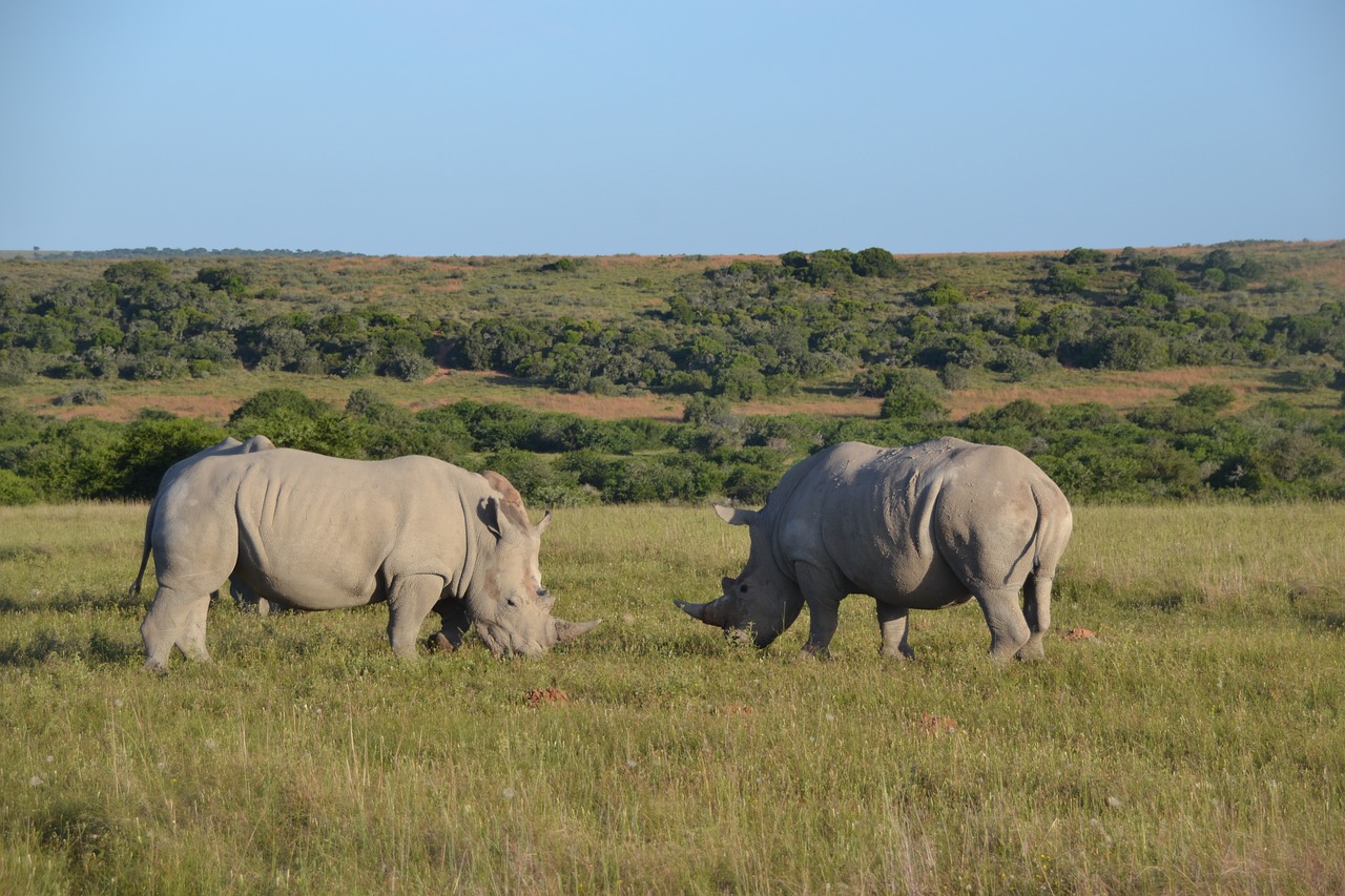 rhino safari africa free photo