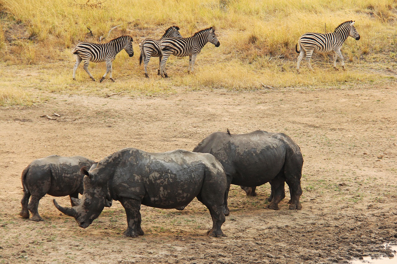 rhino zebra exciting free photo