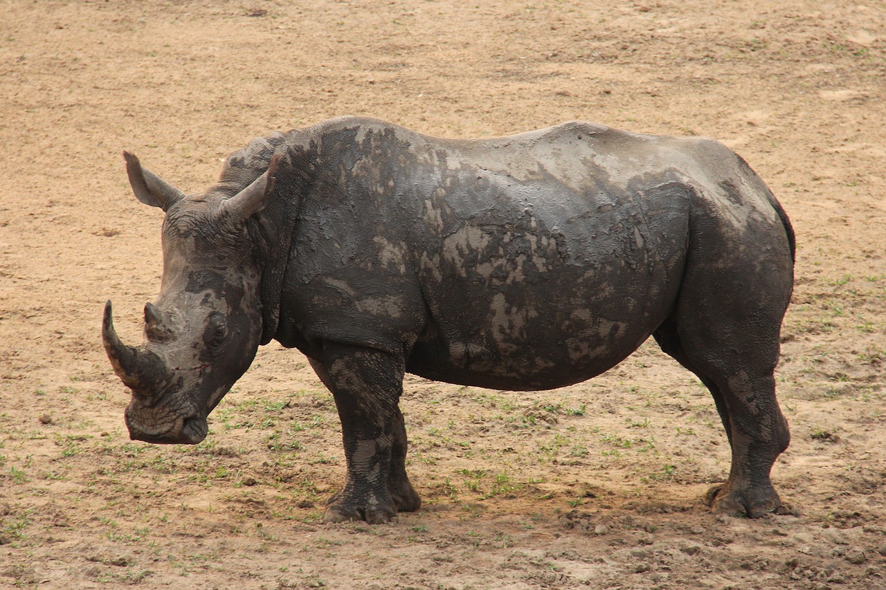 rhino exciting adventure free photo