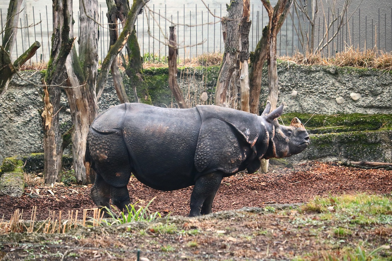 rhino male horn free photo