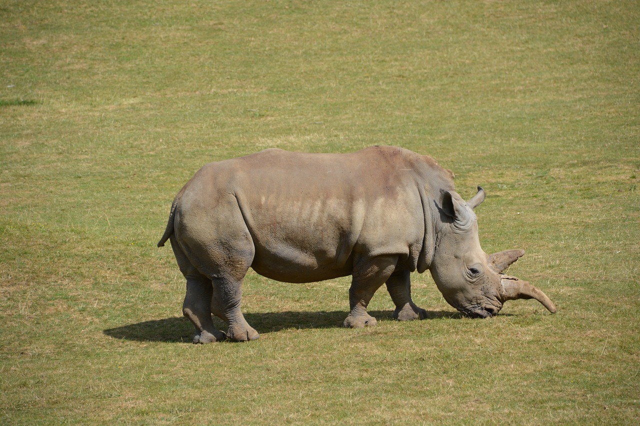 rhino wildlife safari free photo