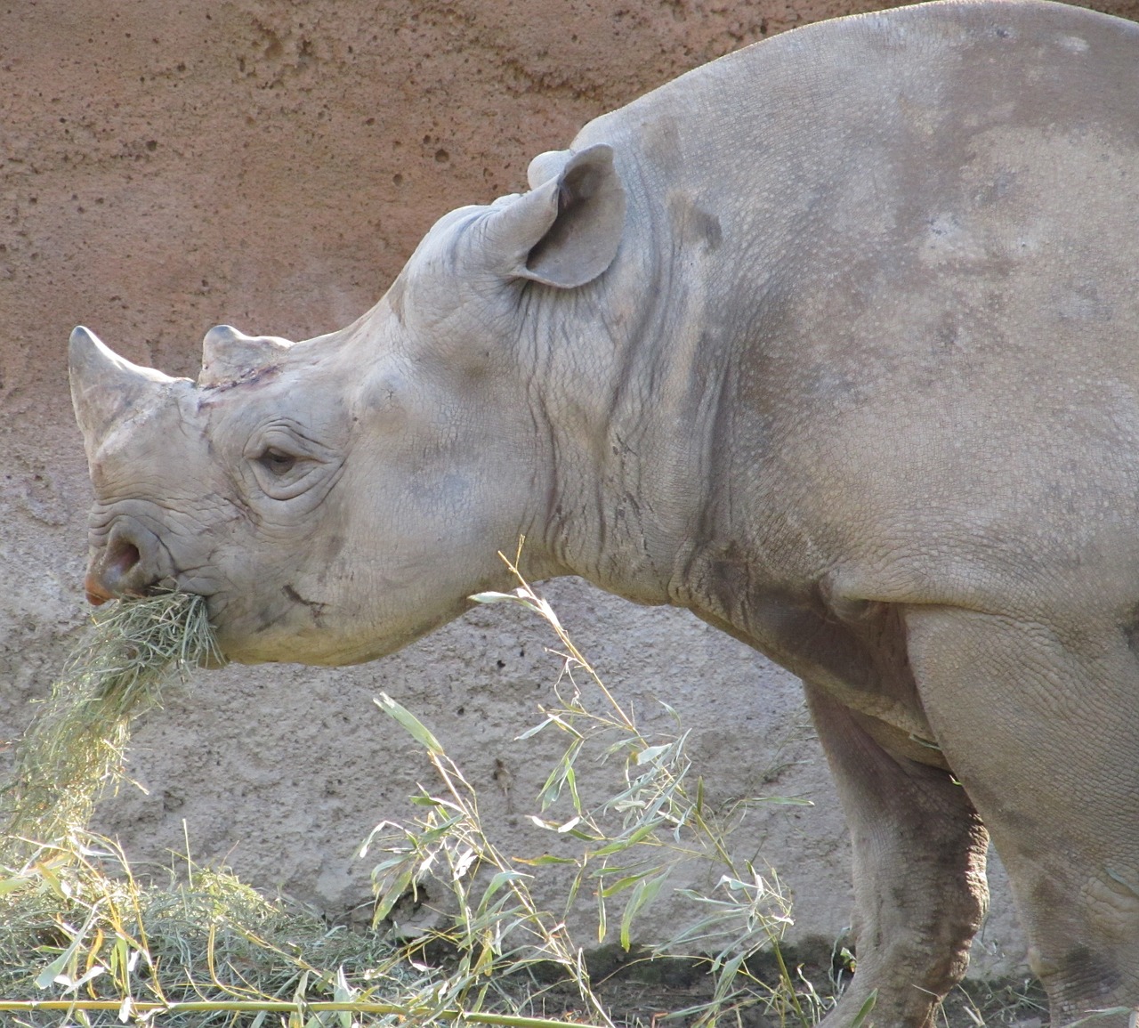 rhino rhinoceros eating free photo