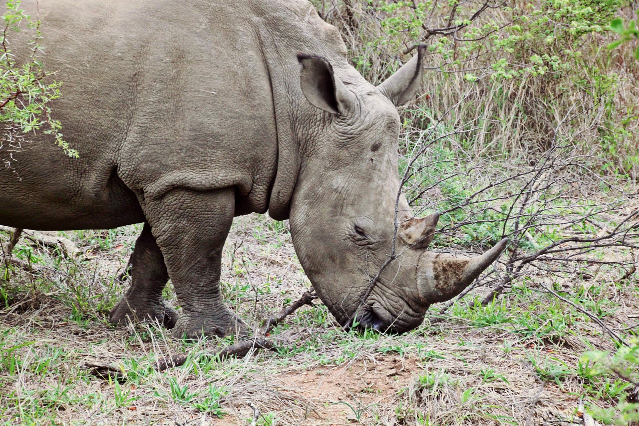 rhino animal wild animal free photo