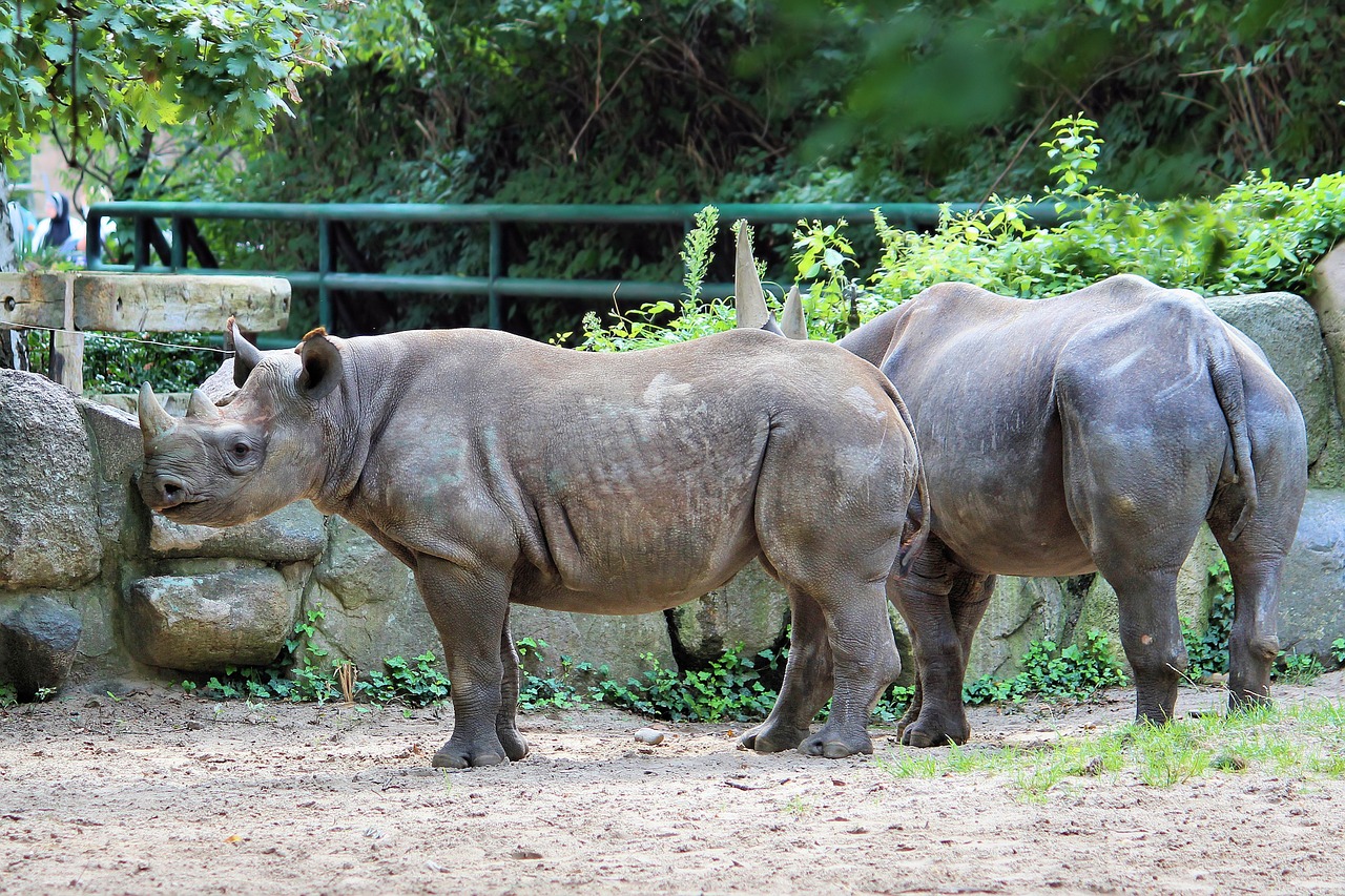 rhino animal world zoo free photo