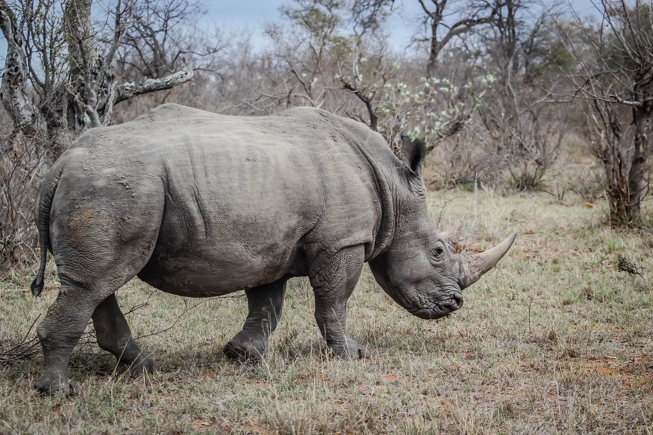 rhino wild animal free photo