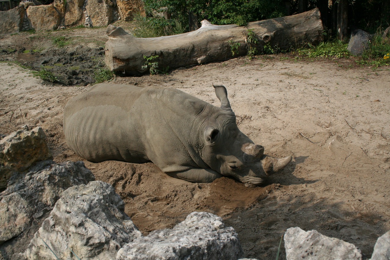 rhino zoo fauna africa free photo