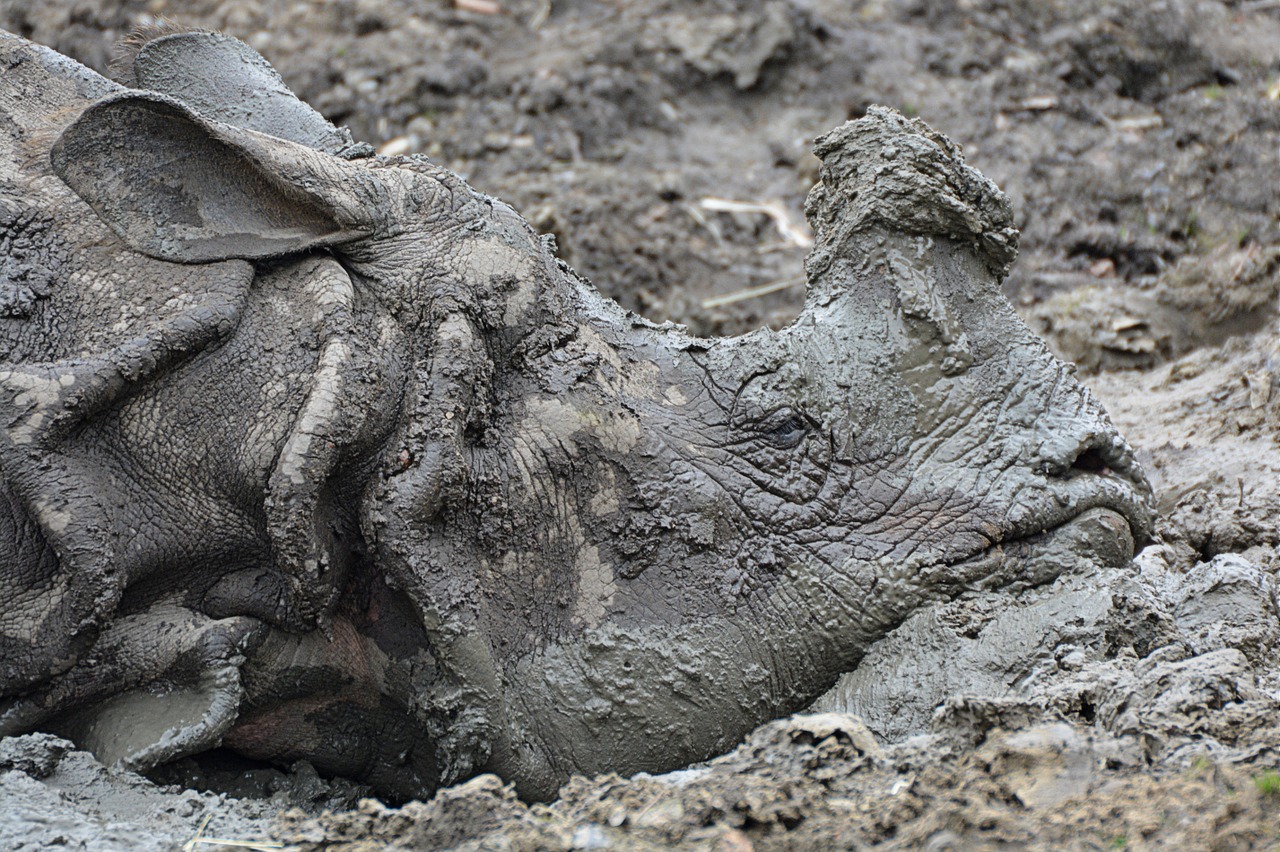 rhino mud animal free photo