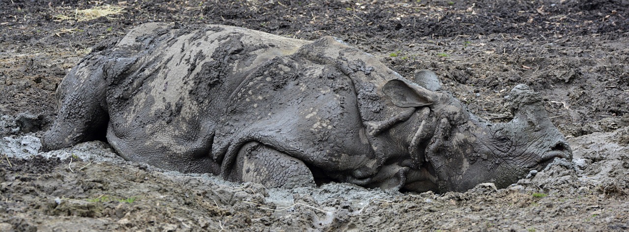 rhino mud animal free photo