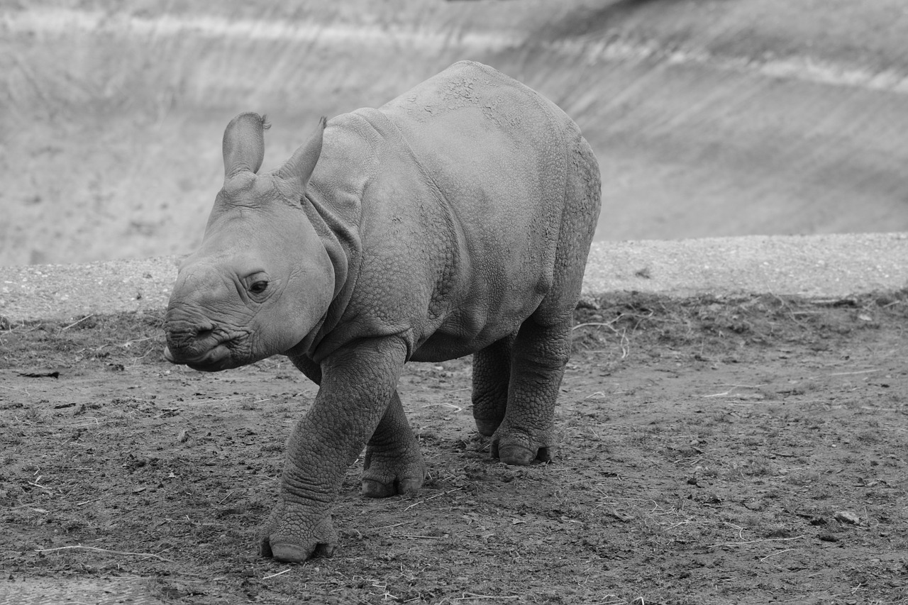 rhino baby rhinoceros animal free photo