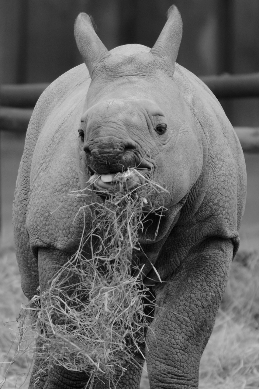 rhino baby rhinoceros animal free photo