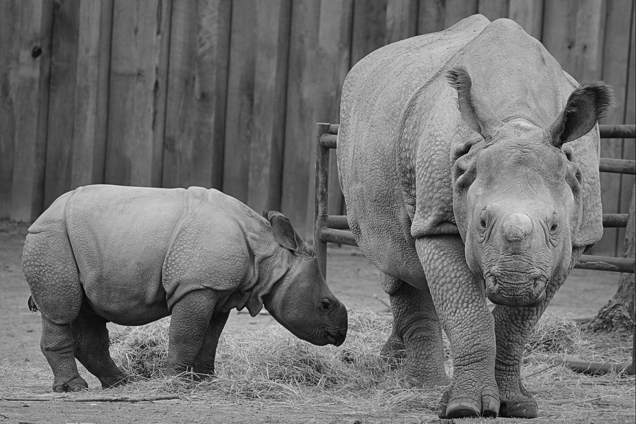 rhino baby rhinoceros animal free photo