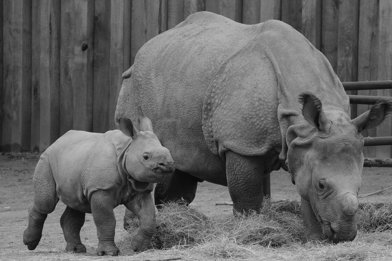 rhino baby rhinoceros animal free photo