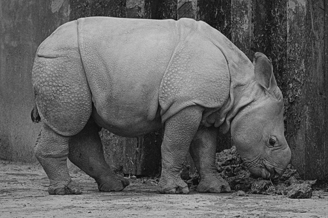 rhino baby rhinoceros animal free photo