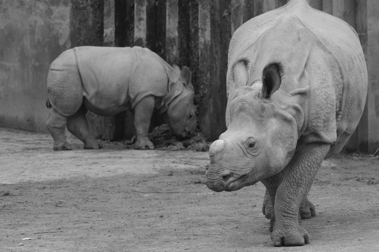 rhino baby rhinoceros animal free photo