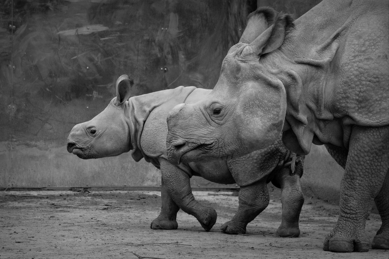 rhino baby rhinoceros animal free photo