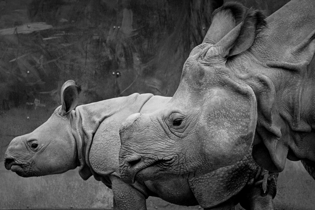 rhino animal mammal free photo