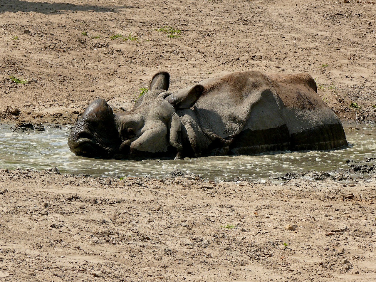 rhino big animal savanna free photo