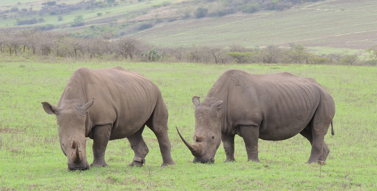 rhino game horn free photo