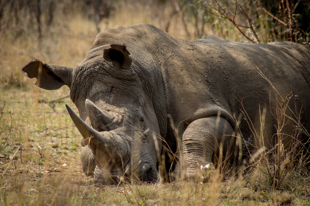 rhino africa endangered free photo