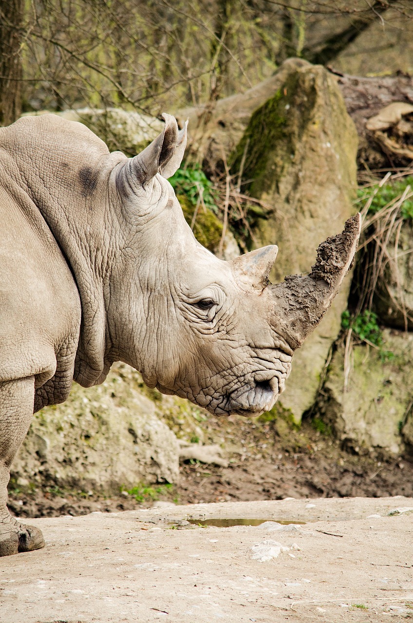 rhino zoo rhinoceros free photo