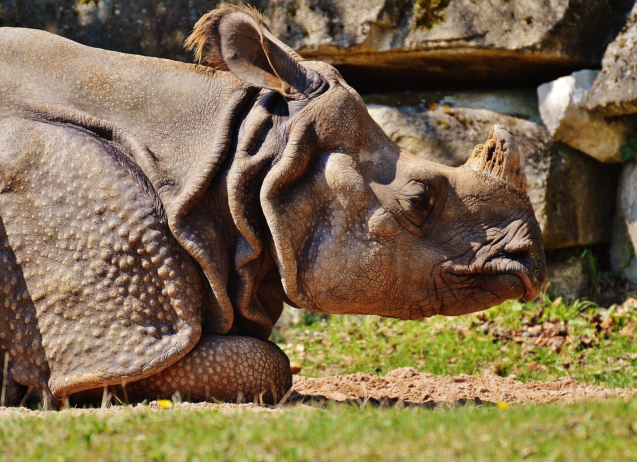 rhino wild animal mammal free photo