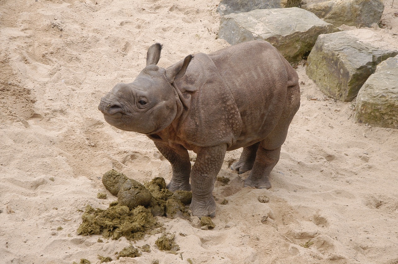 rhino zoo wilhelma free photo