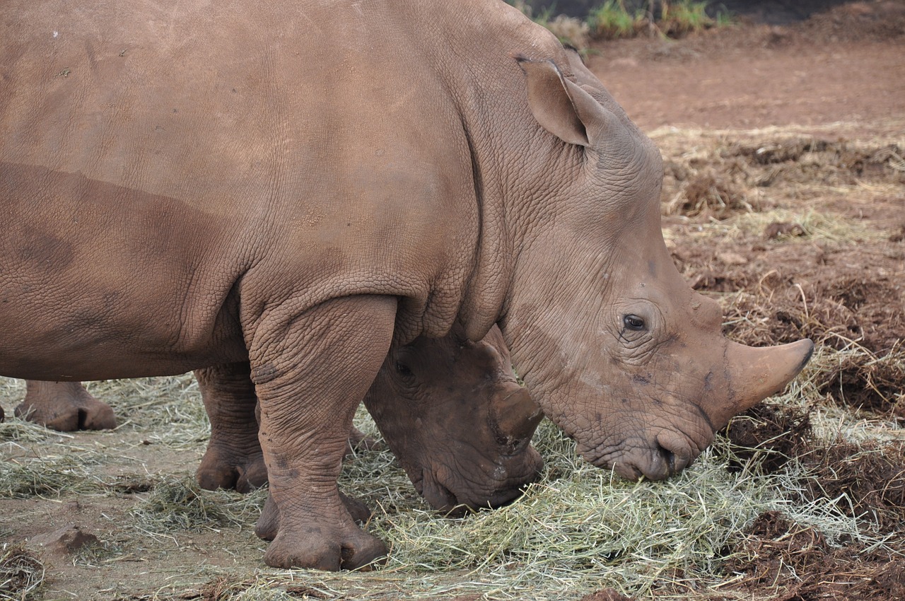 rhino zoo endangered free photo