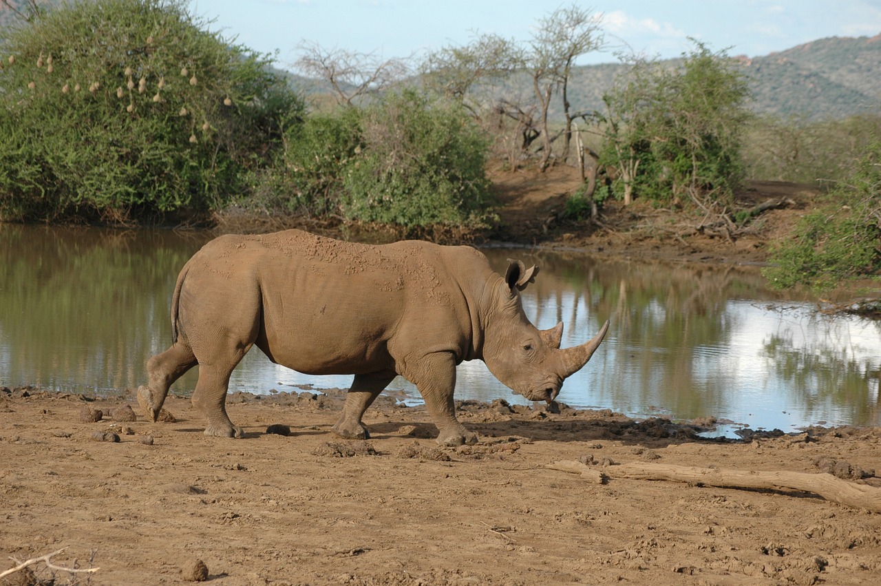 rhino south africa wildlife reserve free photo
