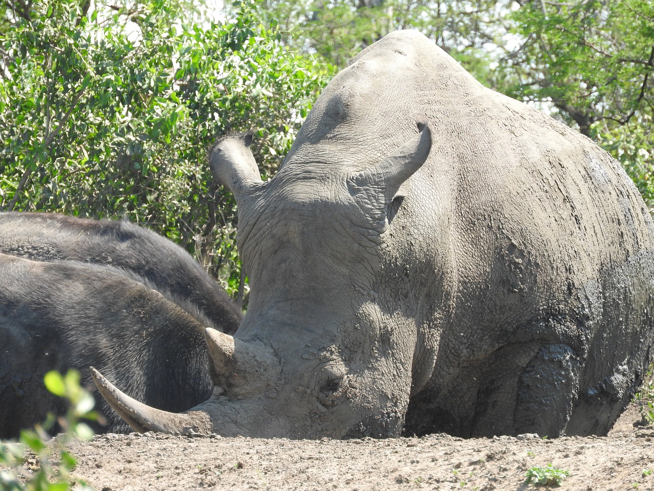 rhino south africa hluhluwe free photo