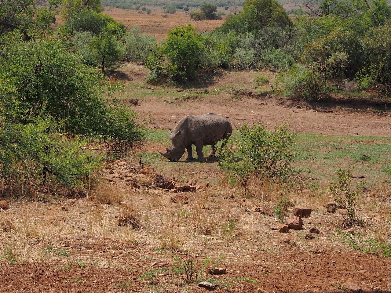 rhino south africa pilanesberg free photo