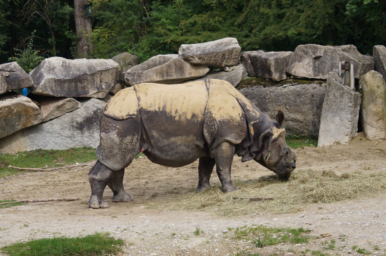 rhino zoo animal free photo